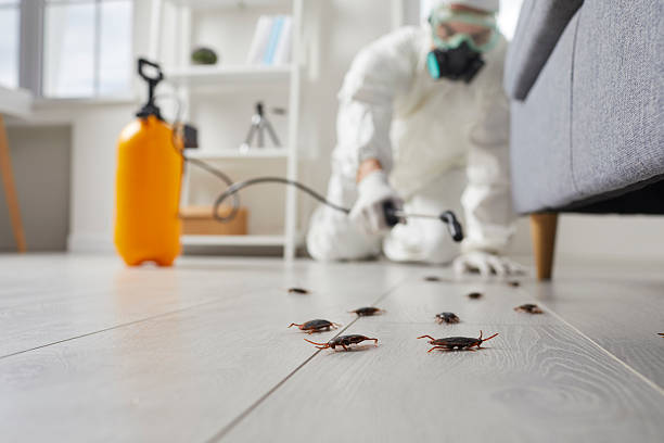 Post-Treatment Bed Bug Interceptor Monitoring in Ellaville
